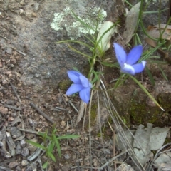 Wahlenbergia sp. (Bluebell) at Mount Mugga Mugga - 9 Oct 2016 by Mike