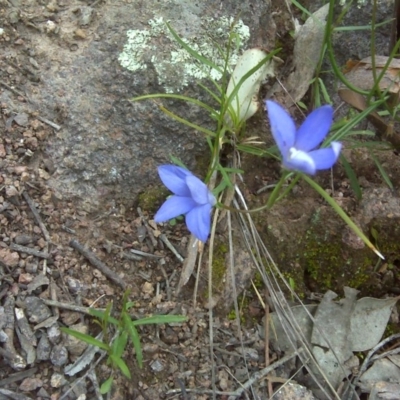 Wahlenbergia sp. (Bluebell) at Symonston, ACT - 9 Oct 2016 by Mike