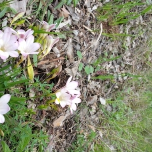 Freesia leichtlinii subsp. leichtlinii x Freesia leichtlinii subsp. alba at Deakin, ACT - 10 Oct 2016