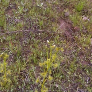 Drosera sp. at Symonston, ACT - 9 Oct 2016