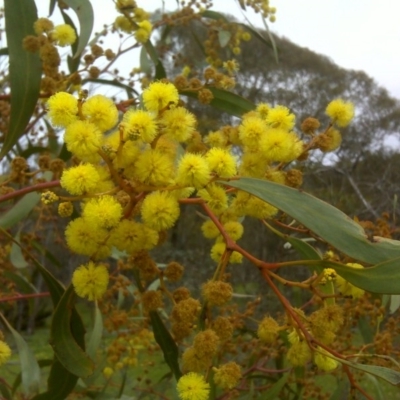 Acacia pycnantha (Golden Wattle) at Symonston, ACT - 9 Oct 2016 by Mike