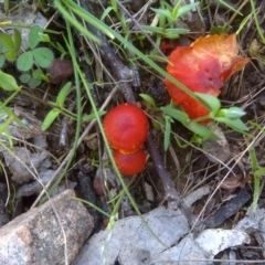 Hygrocybe sp. ‘red’ (A Waxcap) at Symonston, ACT - 9 Oct 2016 by Mike