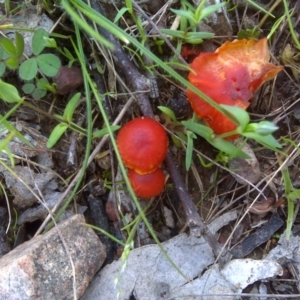 Hygrocybe sp. ‘red’ at Symonston, ACT - 9 Oct 2016