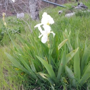 Iris germanica at Deakin, ACT - 10 Oct 2016 11:19 AM