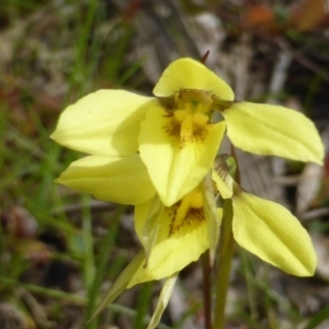 Diuris chryseopsis at Symonston, ACT - suppressed