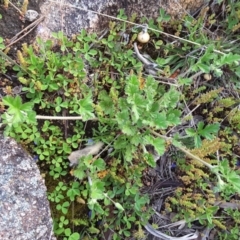 Erodium crinitum at Isaacs, ACT - 8 Oct 2016