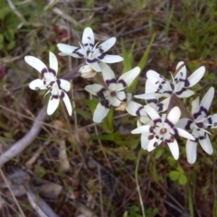 Wurmbea dioica subsp. dioica (Early Nancy) at Jerrabomberra, ACT - 8 Oct 2016 by Mike