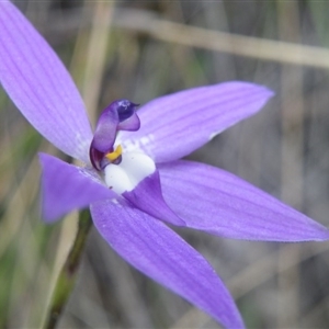 Glossodia major at Point 5831 - suppressed