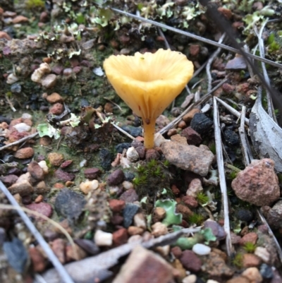 Lichenomphalia chromacea (Yellow Navel) at Canberra Central, ACT - 9 Oct 2016 by Fefifofum