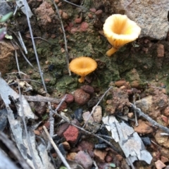 Lichenomphalia chromacea at Canberra Central, ACT - 9 Oct 2016