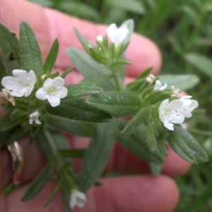 Buglossoides arvensis at Campbell, ACT - 10 Oct 2016 02:25 PM