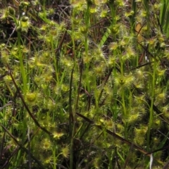 Drosera gunniana (Pale Sundew) at Hall, ACT - 1 Oct 2016 by pinnaCLE