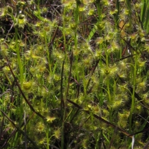 Drosera gunniana at Hall, ACT - 2 Oct 2016