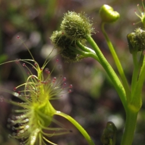 Drosera gunniana at Hall, ACT - 2 Oct 2016