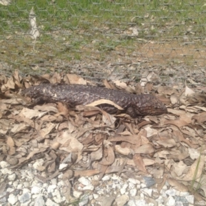 Tiliqua rugosa at Forde, ACT - 9 Oct 2016 10:47 AM