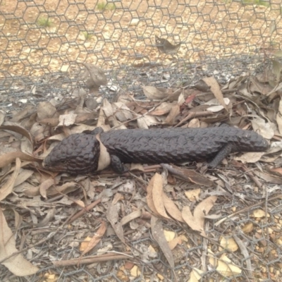 Tiliqua rugosa (Shingleback Lizard) at Forde, ACT - 9 Oct 2016 by jessiesmith510