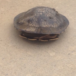 Chelodina longicollis at Gungahlin, ACT - 9 Oct 2016 12:02 PM