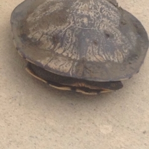 Chelodina longicollis at Gungahlin, ACT - 9 Oct 2016 12:02 PM