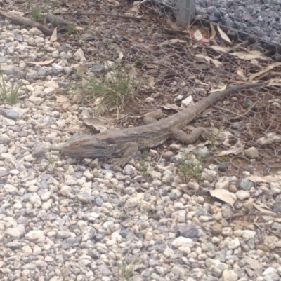 Pogona barbata (Eastern Bearded Dragon) at Mulligans Flat - 9 Oct 2016 by jessiesmith510