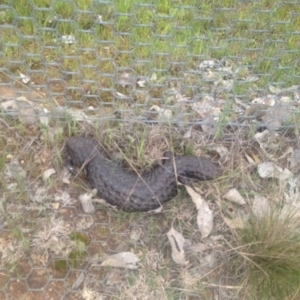 Tiliqua rugosa at Gungahlin, ACT - 9 Oct 2016 01:21 PM