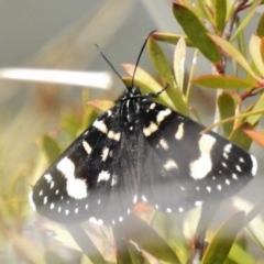 Phalaenoides tristifica (Willow-herb Day-moth) at Paddys River, ACT - 5 Oct 2016 by JohnBundock