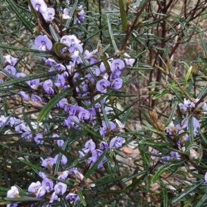 Hovea rosmarinifolia at Cotter River, ACT - 4 Oct 2016