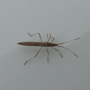 Mutusca brevicornis at Conder, ACT - 10 Oct 2016 12:00 AM