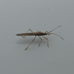 Mutusca brevicornis at Conder, ACT - 10 Oct 2016 12:00 AM