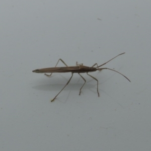 Mutusca brevicornis at Conder, ACT - 10 Oct 2016