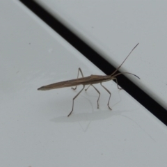 Mutusca brevicornis at Conder, ACT - 10 Oct 2016