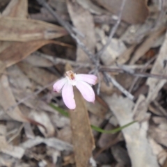 Caladenia fuscata (Dusky Fingers) at Canberra Central, ACT - 9 Oct 2016 by Fefifofum