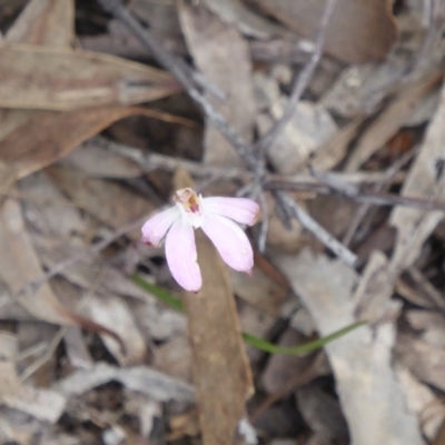 Caladenia fuscata (Dusky Fingers) at Canberra Central, ACT - 9 Oct 2016 by Fefifofum