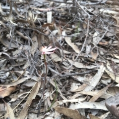 Caladenia fuscata at Canberra Central, ACT - suppressed