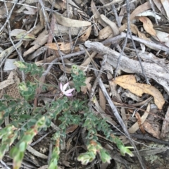 Caladenia fuscata (Dusky Fingers) at Canberra Central, ACT - 9 Oct 2016 by Fefifofum