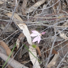 Caladenia fuscata at Canberra Central, ACT - suppressed