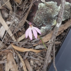 Caladenia fuscata at Canberra Central, ACT - 9 Oct 2016