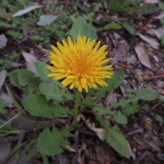 Taraxacum sect. Taraxacum (Dandelion) at Conder, ACT - 10 Oct 2016 by MichaelBedingfield