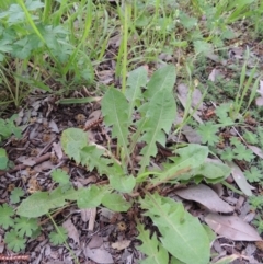 Taraxacum sect. Taraxacum at Conder, ACT - 10 Oct 2016