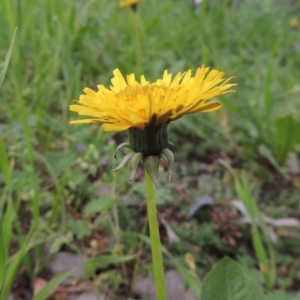 Taraxacum sect. Taraxacum at Conder, ACT - 10 Oct 2016