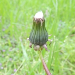 Taraxacum sect. Taraxacum at Conder, ACT - 10 Oct 2016 01:35 PM