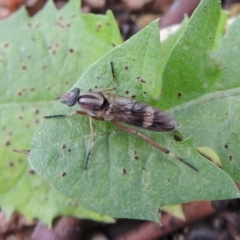 Ectinorhynchus sp. (genus) (A Stiletto Fly) at Conder, ACT - 10 Oct 2016 by MichaelBedingfield