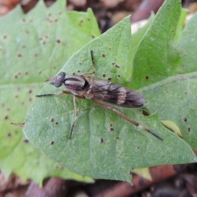 Ectinorhynchus sp. (genus) (A Stiletto Fly) at Conder, ACT - 10 Oct 2016 by michaelb