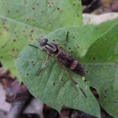 Ectinorhynchus sp. (genus) at Conder, ACT - 10 Oct 2016