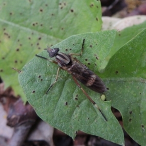 Ectinorhynchus sp. (genus) at Conder, ACT - 10 Oct 2016