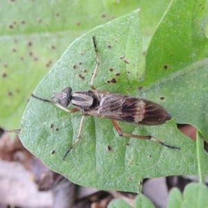 Ectinorhynchus sp. (genus) at Conder, ACT - 10 Oct 2016