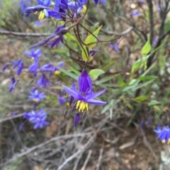 Stypandra glauca (Nodding Blue Lily) at Canberra Central, ACT - 9 Oct 2016 by Fefifofum