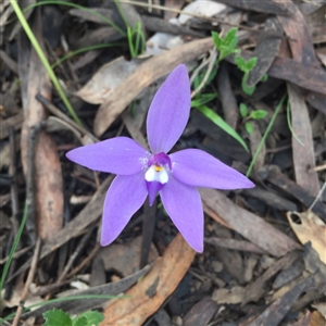 Glossodia major at Point 26 - suppressed