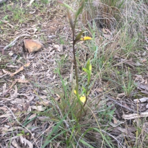 Diuris sp. at Point 26 - suppressed