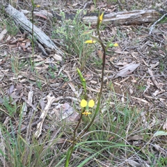 Diuris sp. at Point 26 - suppressed