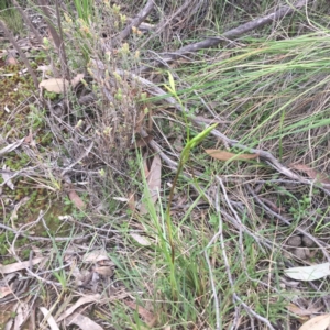 Diuris sp. at Point 26 - suppressed